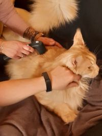 Schallwelltherapie bei Katzen